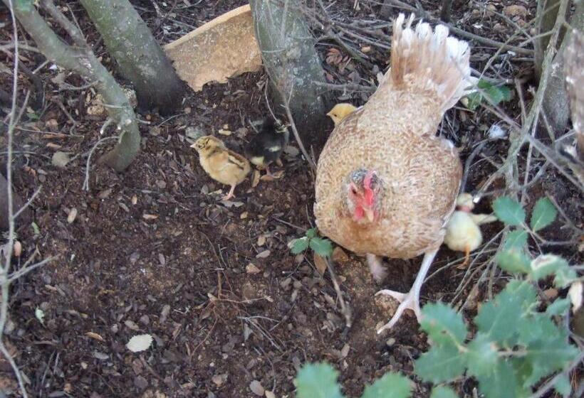 استراحتگاه Cabañas Cortijo El Helao