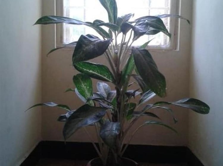 酒店 Ferreira Resort