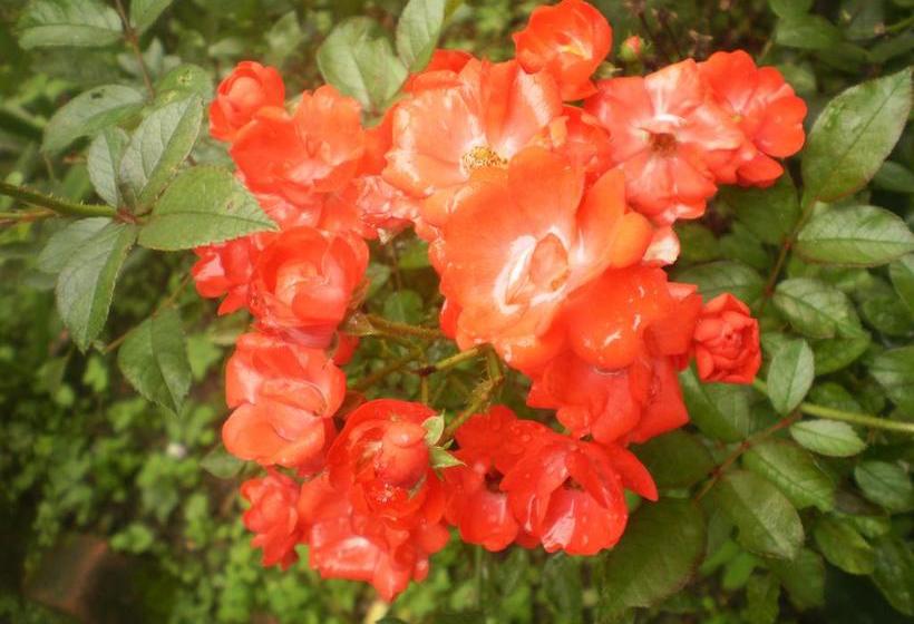 호텔 Tenzing Retreat, Lachung