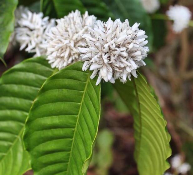 リゾートホテル Pepper Trail