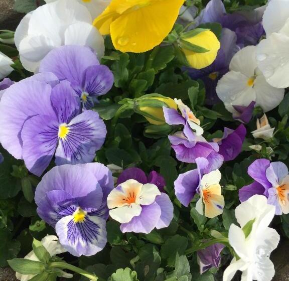 مبيت وإفطار Clark Currier Inn