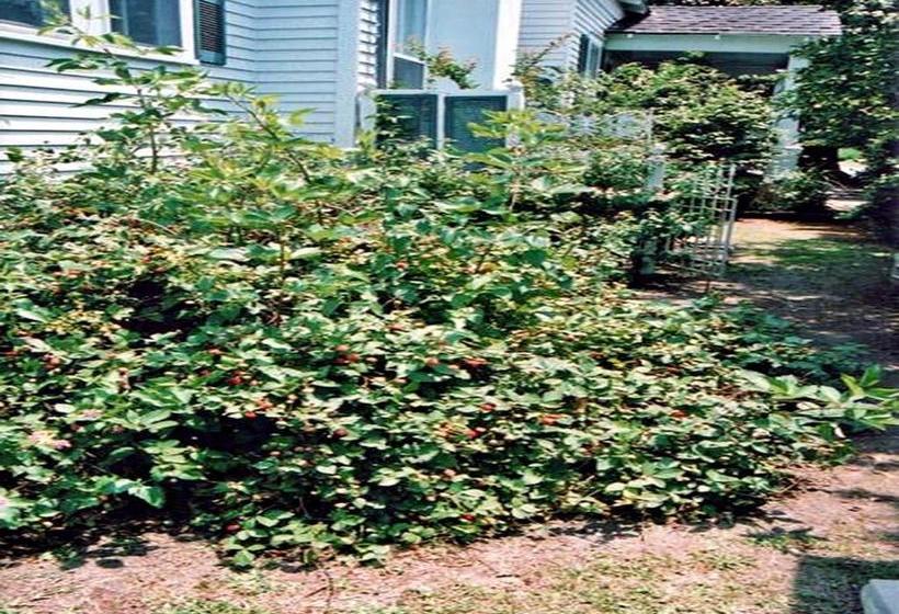 مبيت وإفطار Ducote Williams House