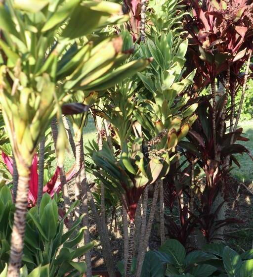 مبيت وإفطار God S Peace Of Maui