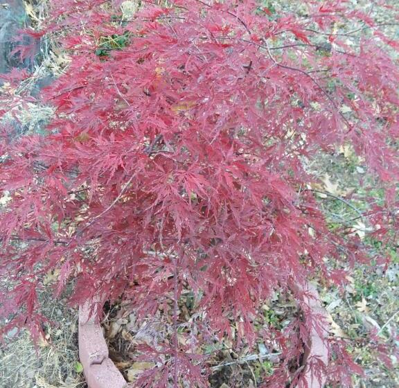 مبيت وإفطار Yosemite Paradise Inn