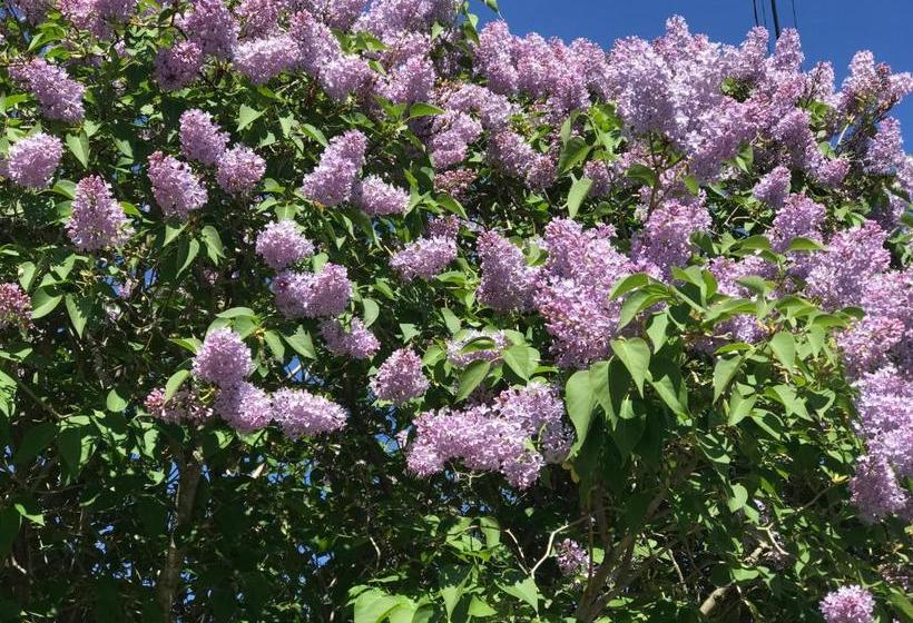 Frenchy S Adventure Bed And Breakfast