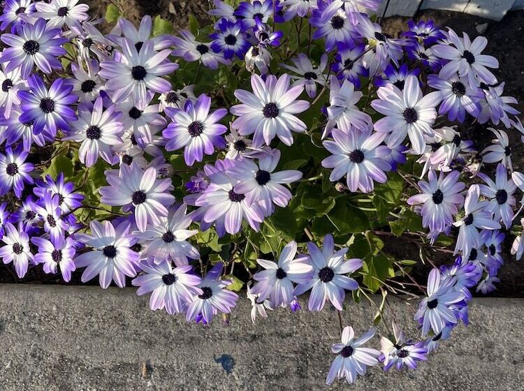 モーテル American Inn   Grover Beach   Pismo Beach