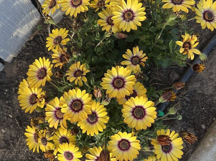 モーテル American Inn   Grover Beach   Pismo Beach