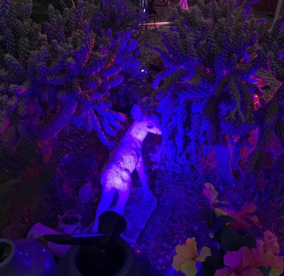 מוטל Safari Motor Inn   Joshua Tree