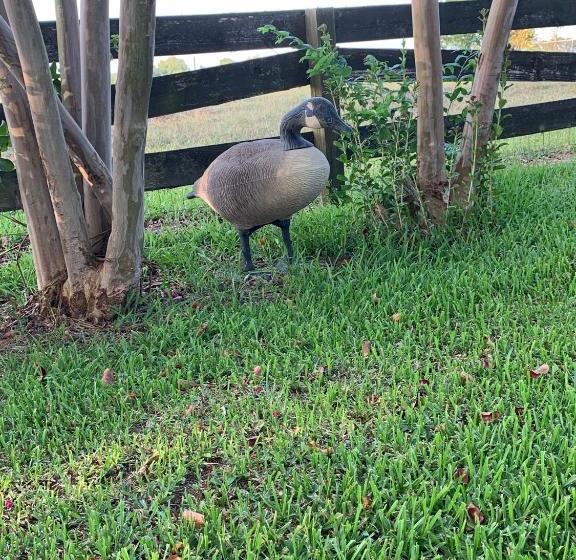 The Hoffmann Vacation Rental Bed & Breakfast