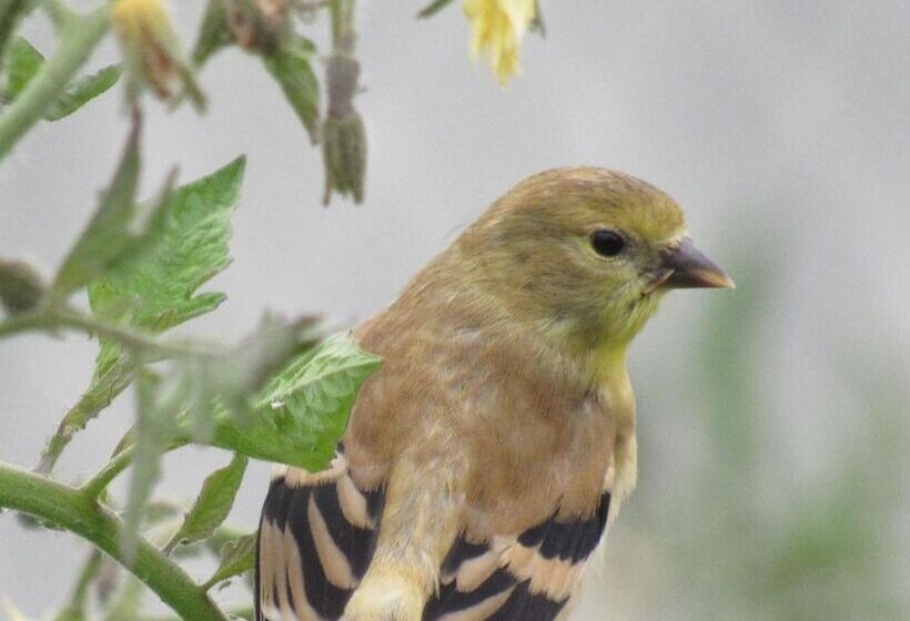 Walla Walla Garden Motel