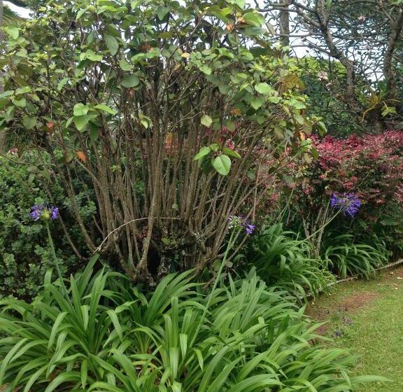 Banyan Tree B&b Retreat