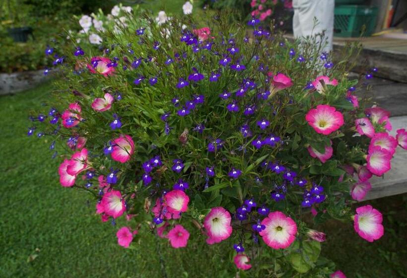 Brigitte S Bavarian B&b