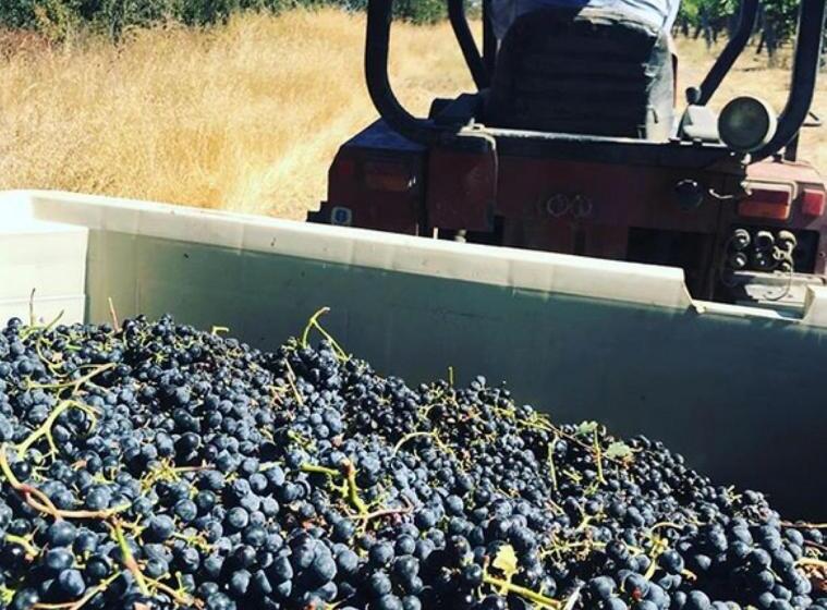 צימר The Eden House Vineyard