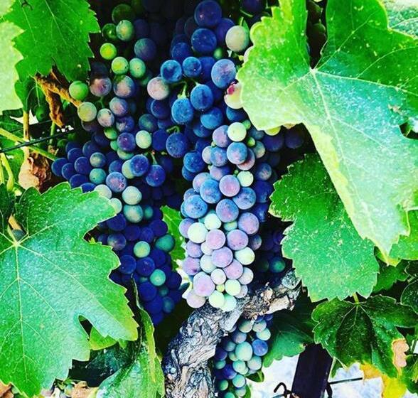 צימר The Eden House Vineyard