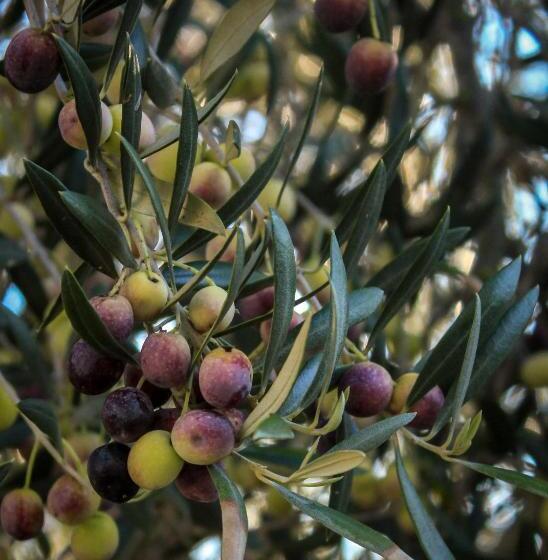 צימר The Eden House Vineyard