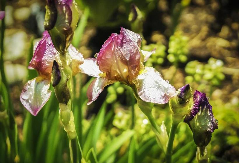 مبيت وإفطار Iris Inn