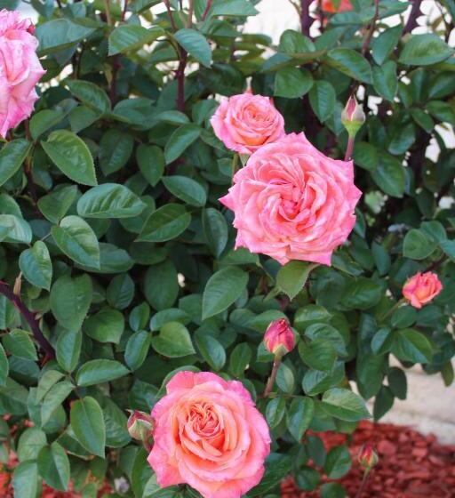 فندق على الطريق Economy Inn Paso Robles