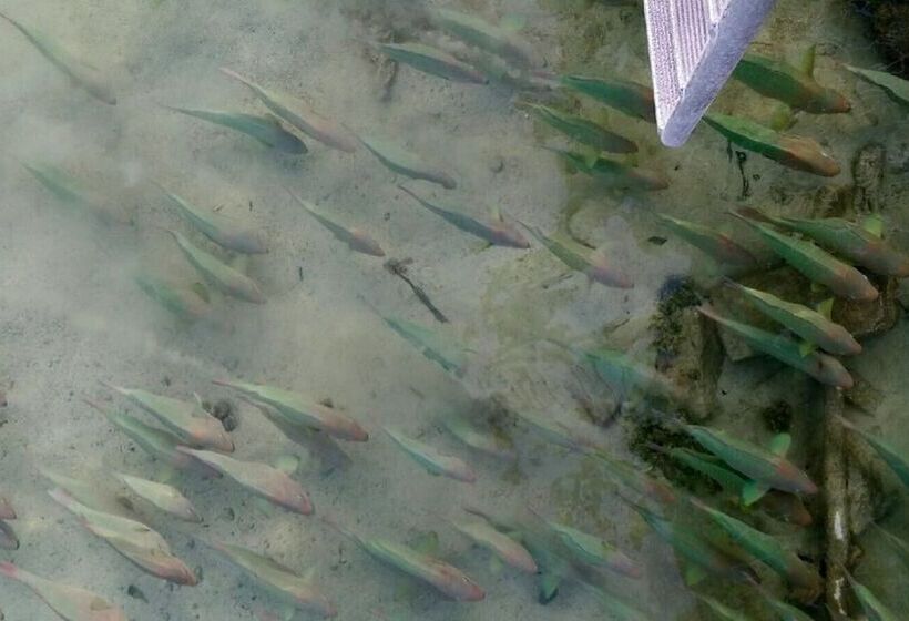 فندق على الطريق Edgewater Lodge