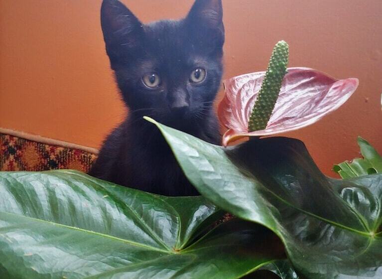 فندق على الطريق Kansas Country Inn