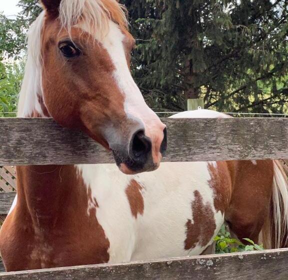 The Bella Ella Bed And Breakfast