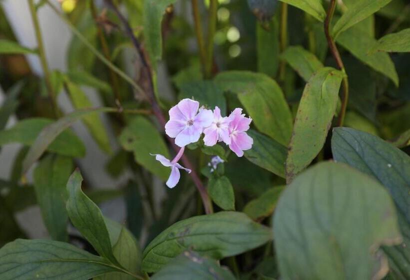 An English Garden Bed & Breakfast