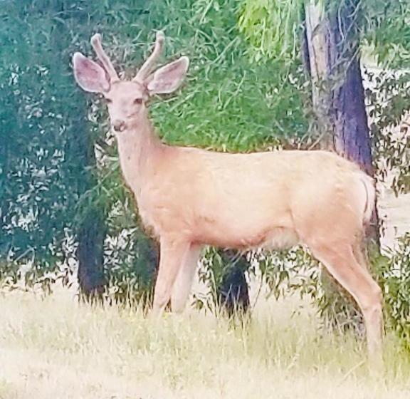 汽车旅馆  El Meson Lodge