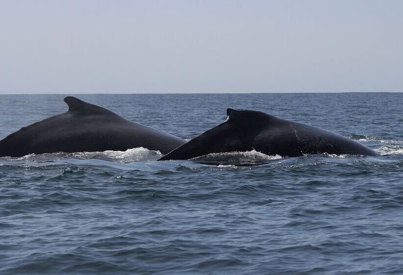 Отель Morrumbene Beach Resort