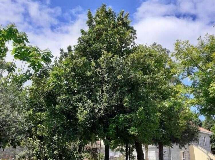 مبيت وإفطار Casas Do Souto