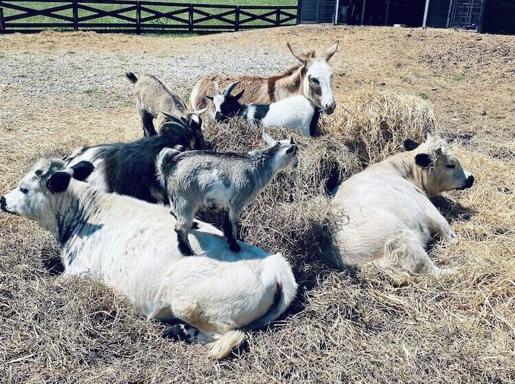 Circle T Mini Farms