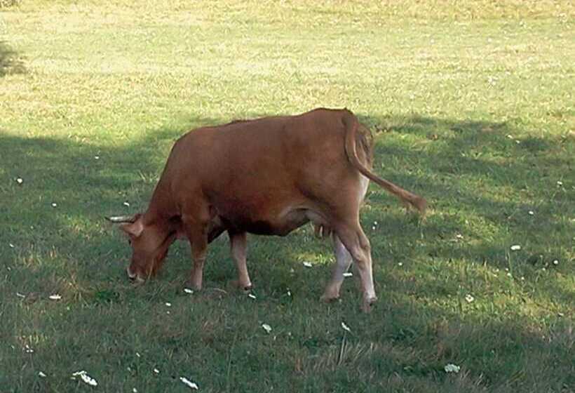 田舎風ホテル La Debbia Ranch