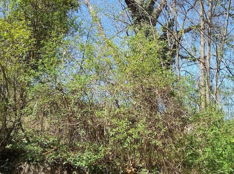 פנסיון Les Favouilles