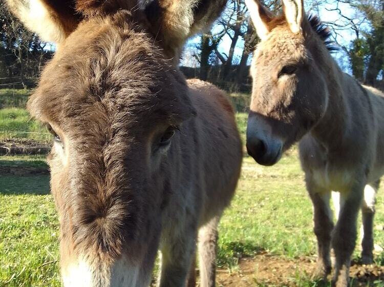 פנסיון Les Favouilles