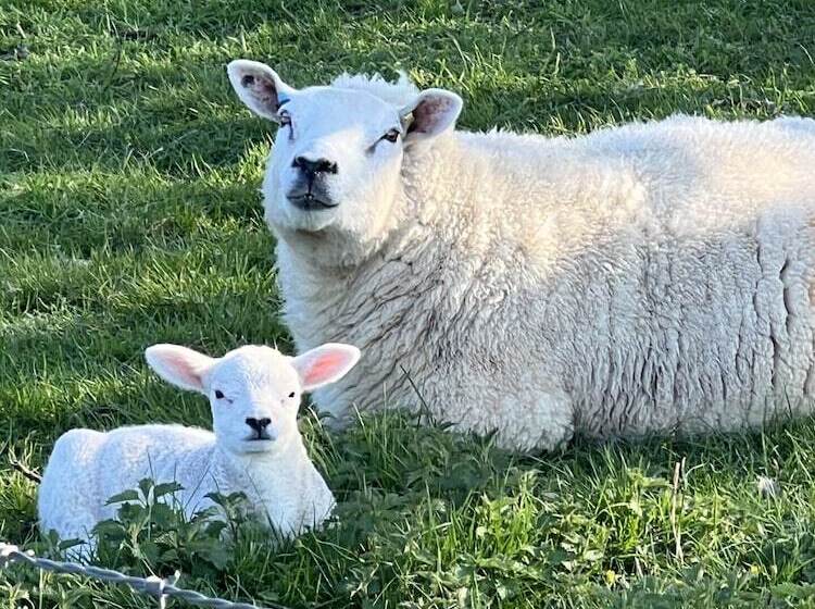 Резиденция Tranquil Elm Lodge Escape In Canterbury