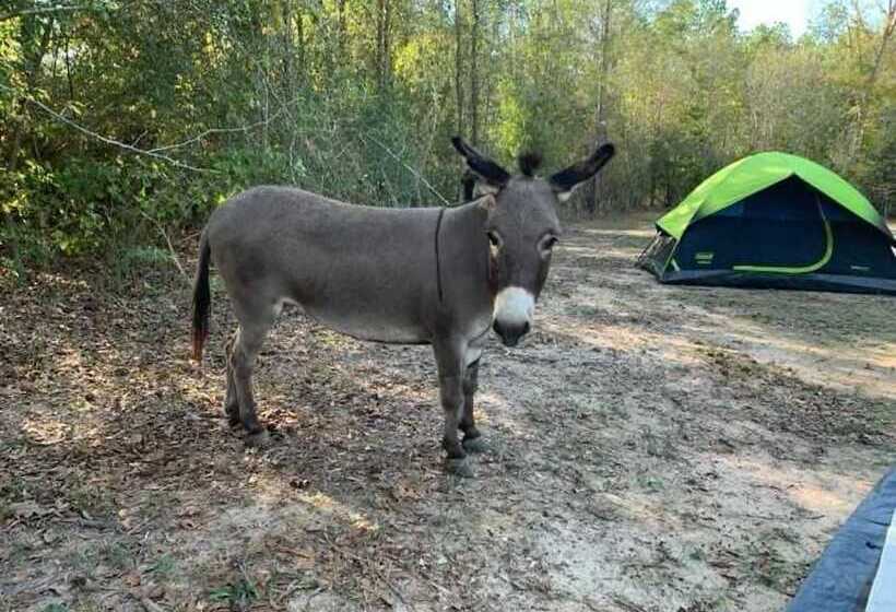 Stunning 1 Bed Glamping Tent In Cleveland