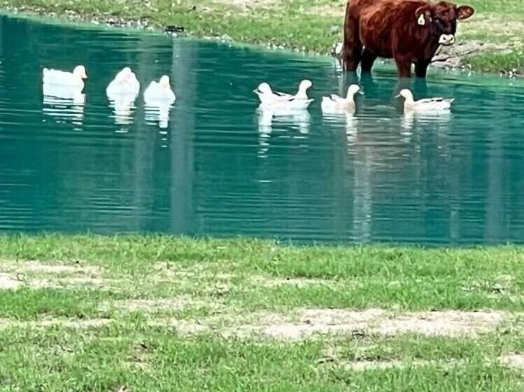 Stunning 1 Bed Glamping Tent In Cleveland