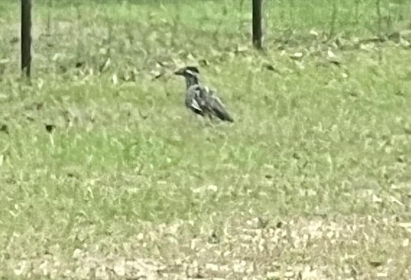 Stunning 1 Bed Glamping Tent In Cleveland