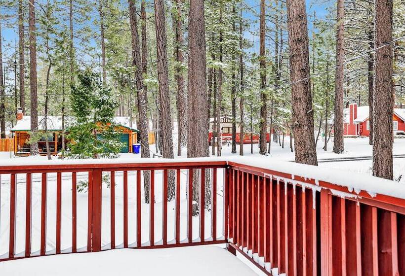 Midnight Pines #2424