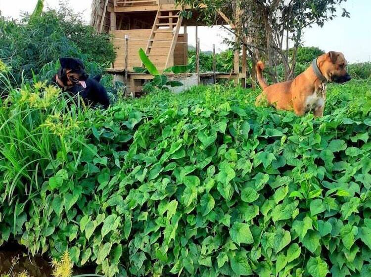 Отель Samana Eco Lodge