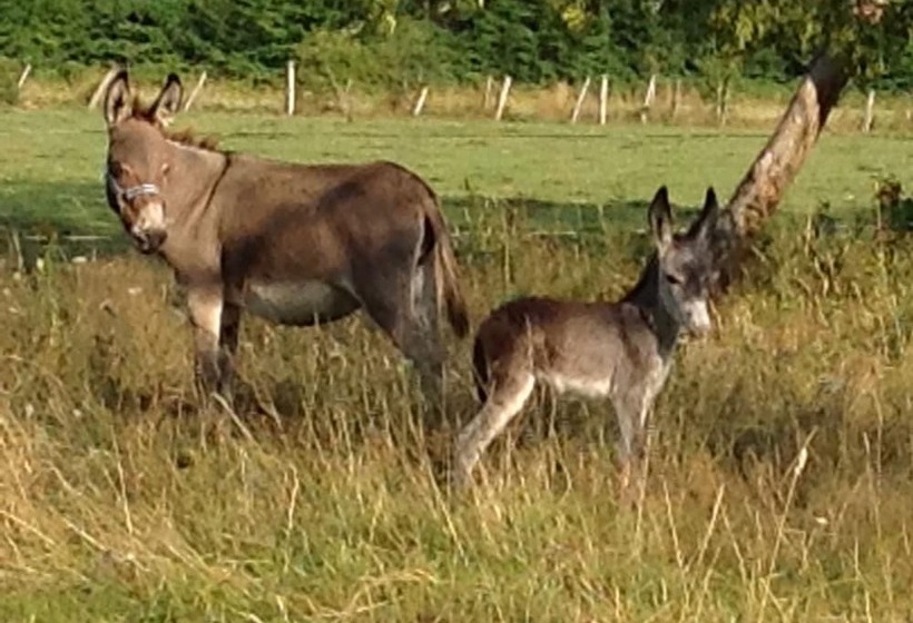 بنسيون Chambres Du Domaine Saint Anges