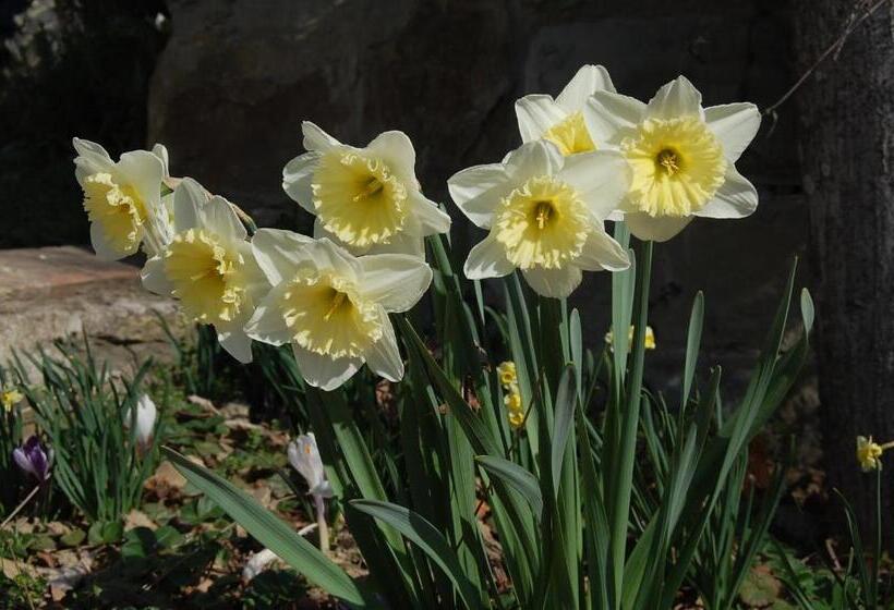 호텔 Agriturismo Il Piano