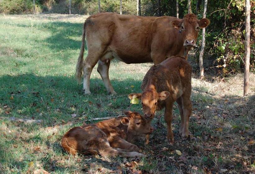 호텔 Agriturismo Il Piano