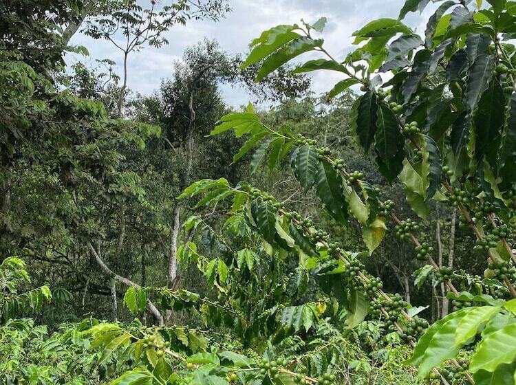 캡슐 호텔 Finca Hotel Tierra Grata