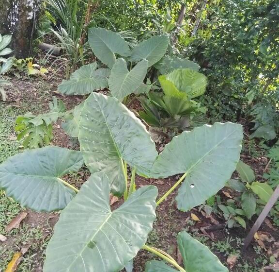 Bed and Breakfast Doral House Villavicencio