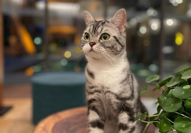 בית מלון כפרי Blossom House Nanjing Laomendong Zhuque Lane