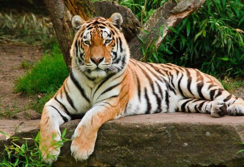 Mango Valley Hotel 5