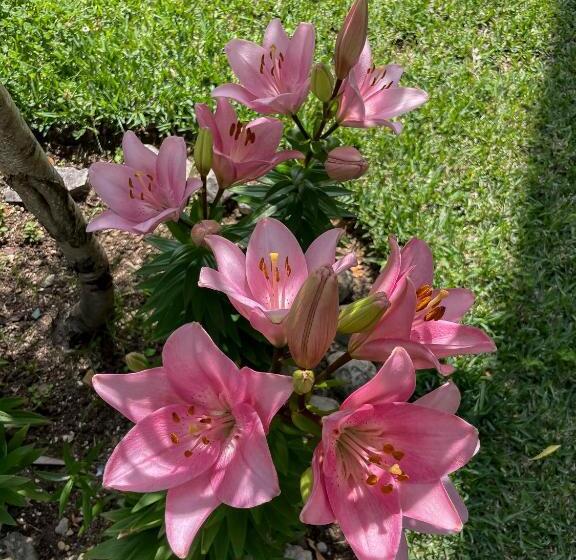 酒店 Casa Luis Pato