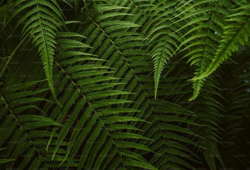 בית מלון כפרי Sole Boutique