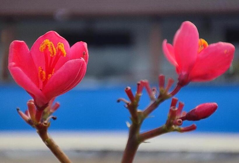 Shrigo Resort Pushkar