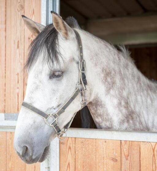 בית מלון כפרי Agriturismo La Tesa