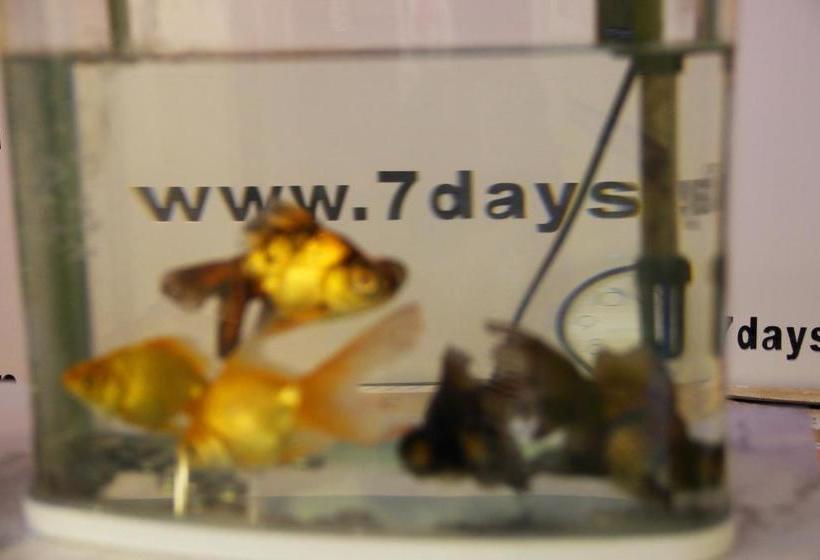 Hotel 7days Inn Wuhan Liu Du Bridge Branch